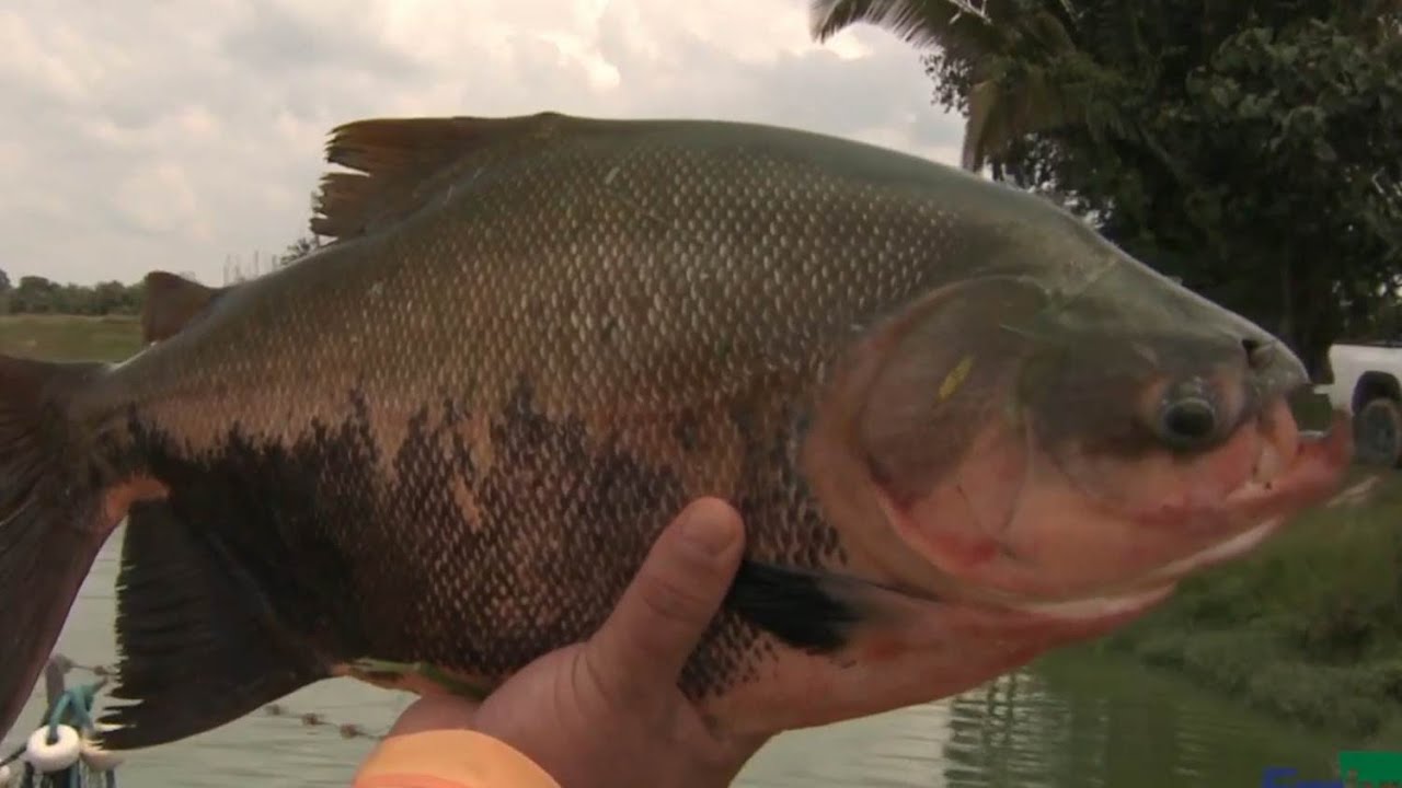 Conheça o passo a passo da recria e engorda dos tambaquis em tanques