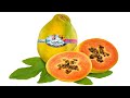 Christmas Island Orange Fleshed Papaya A Tropical Delight Bursting With Vitamin C