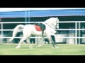 Arabian Horses - Music 