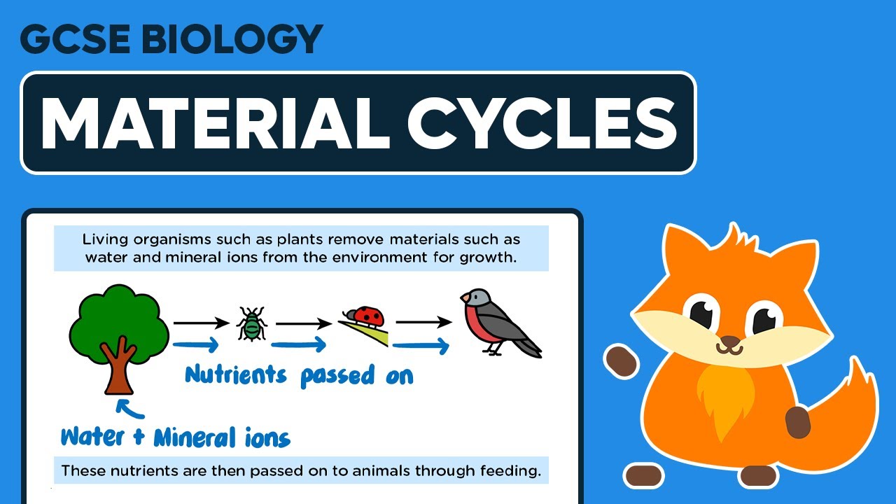 Ecosystem & Material Cycles - GCSE Biology
