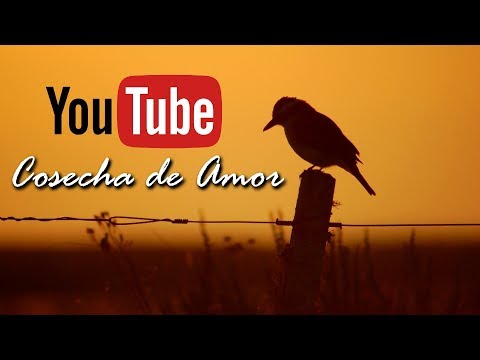 Cosecha de Amor - La Querencia - Cueca.
