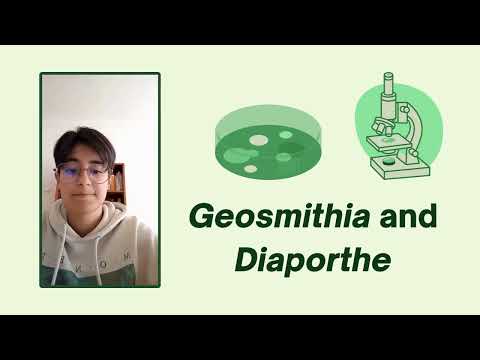 DOES ACACIA LONGIFOLIA HAVE A NATURAL ENEMY IN PORTUGAL - Portugal