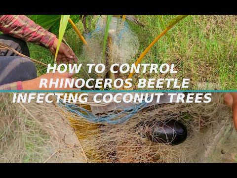 How to naturally protect the coconut tree from rhinoceros beetle attack