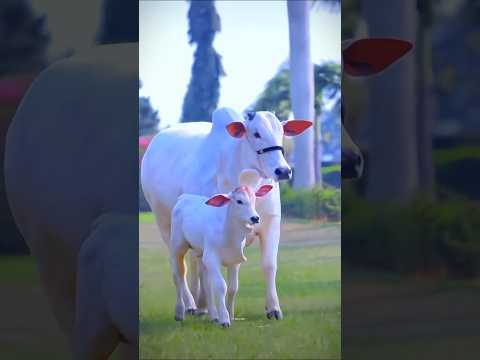 Eid Ul Azah Animal 2025 | Cow TikTok | Cow loves | Qurbani Eid Janwar | whatsapp Status | # short