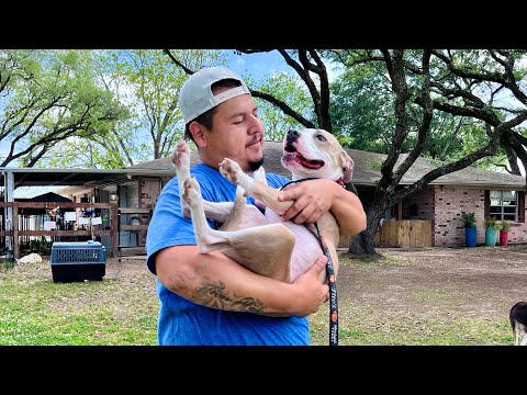 Speckles Pocket Sized Smiling Pittie Girl, an adoptable Staffordshire Bull Terrier & Pit Bull Terrier Mix in Brattleboro, VT_image-1
