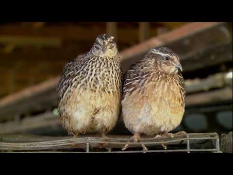 Como descobrir se a codorna é macho ou fêmea.