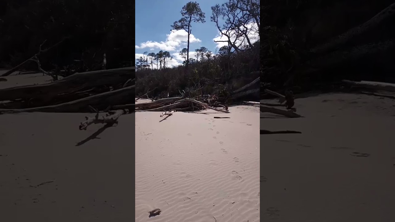 Big Talbot Island, Boneyard Beach ( The Tree Grave Yard) #trees #driftwood ##graveyard #shorts