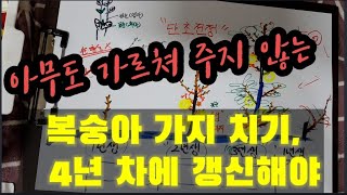 아무도 몰랐던 복숭아 가지는 4년 차에 갱신해야? Do you know that peach branches …