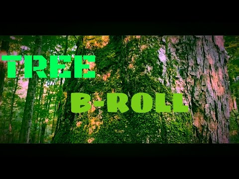 Tree | Cinematic short film / Nature B-roll .#woods#B-roll#footage.