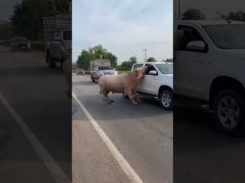 ระทึก‼️ควายเผือกตัวใหญ่วิ่งชนรถบนถนน😲😲 #shorts #shortvideo #shortsfeed