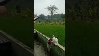 Download lagu Degung sabilulungan #shorts #video #youtubeshorts mp3