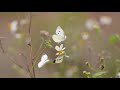 Dave Koz - The Bright Side