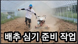 배추모종 준비 Preparation of cabbage seedlings