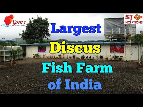 India's Largest Discus Fish Farm - Sams Discus India