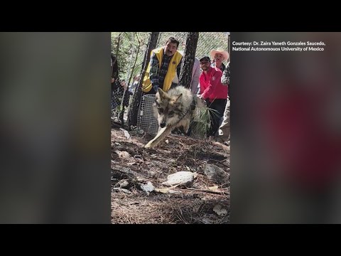 Endangered Mexican Wolves back in Mexico following ...