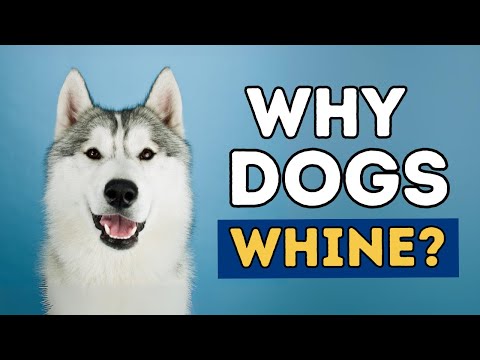 YouTube video about: Will a muzzle stop a dog from whining?