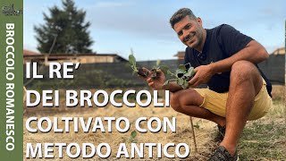 BROCCOLO ROMANESCO: Come si COLTIVA con METODO ANT