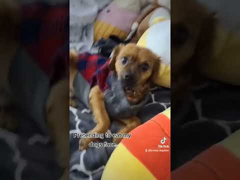 Pretending to Eat my Dog's Face 🐶