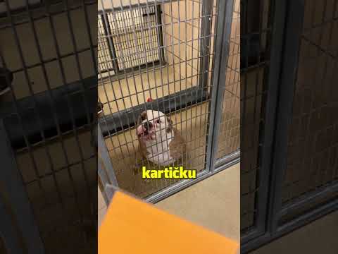 Tenhle pejsek se dočkal svého nejkrásnějšího dne.🐶🏡(adoptingdogs )