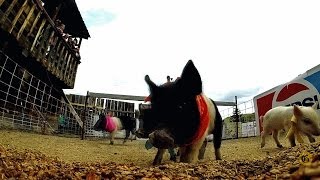 Porcine racers thrill crowds at Bear Creek saloon