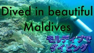 WRECK DIVE in Maldives 2024 モルディブでダイビング！