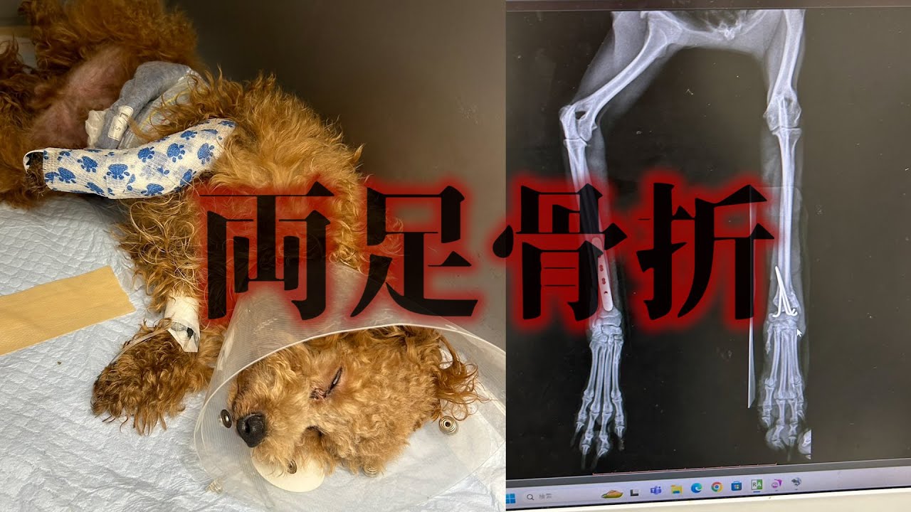 【批判覚悟】犬をお迎え当日両足骨折させた話。