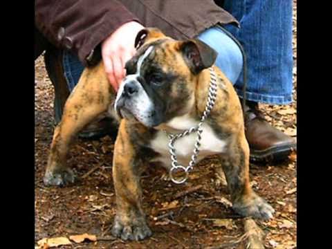 Stammtisch Jungz - Prollsong