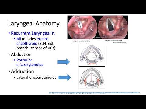 University of Kentucky Anesthesiology RespIratoryThoracic Keyword Review Part 1 of 3 - (Dr. Schell)