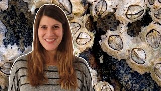 Barnacle Penises Can Teach You A Ton About Biology