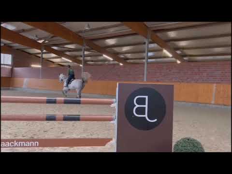 Canada // Jumper // Cordess II // 2015 // Mare