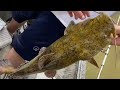 How To Find Flatheads In A River So Easy A Kid Can Do It Catfish River