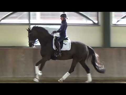 7j Dressurpferd v. Quantensprung x Danone, S-fertig