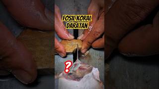 Download lagu Beginilah proses pengolahan batu akik fosil koral daratan bagus banget #batuakikmotif mp3