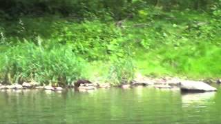 Mink on Bald Eagle Creek 070614 (Centre County, Pennsylvania)