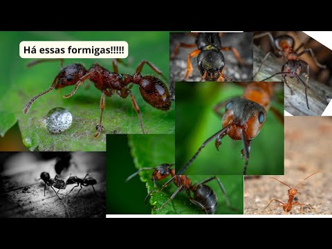 Vida de formiga- mini documentário