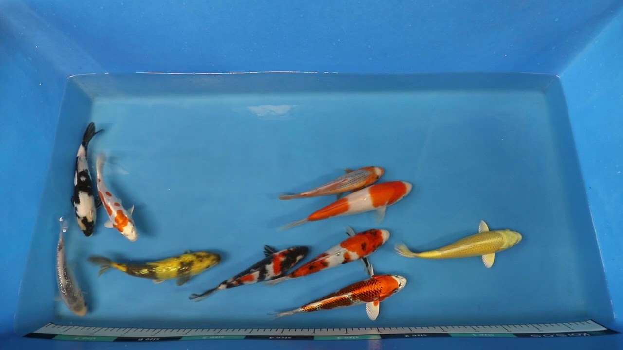 Join Our Weekly Japanese Koi Auction Livestream -  10th of February