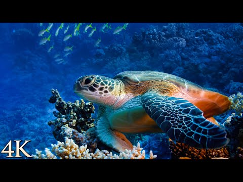 *NEW* 12HR Ambient Underwater 4K Nature Relaxation Film: Treasures of the Ocean - Colorful Sea Life