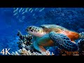 *NEW* 12HR Ambient Underwater 4K Nature Relaxation Film: Treasures of the Ocean - Colorful Sea Life
