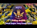 MP3 SUARA PIKAT SOGOK ONTONG TERBARU SUARA PIKAT SOGON SUSAH TURUN