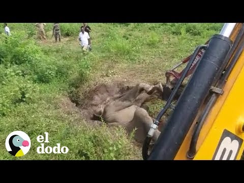 Bebe Elefante Queda Atascado En El Lodo