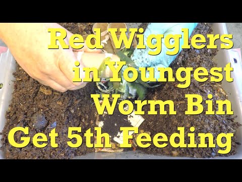 Youngest worm bin with red wigglers fed after 15 days - vermicompost