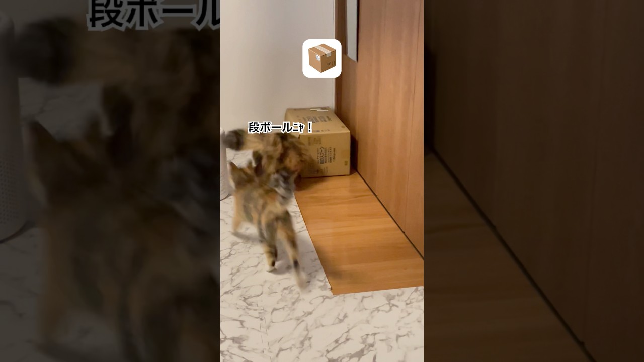 段ボール #猫動画 #cat #ねこ #猫 #ネコ #癒される #保護猫 #三毛猫 #かわいい #かわいい猫 #ねこのいる生活 #ねこのいる暮らし #ねこのきもち