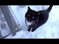 Adorable Tuxedo Cat And Grey Cat