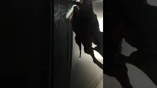 ゴーストフィッシュ