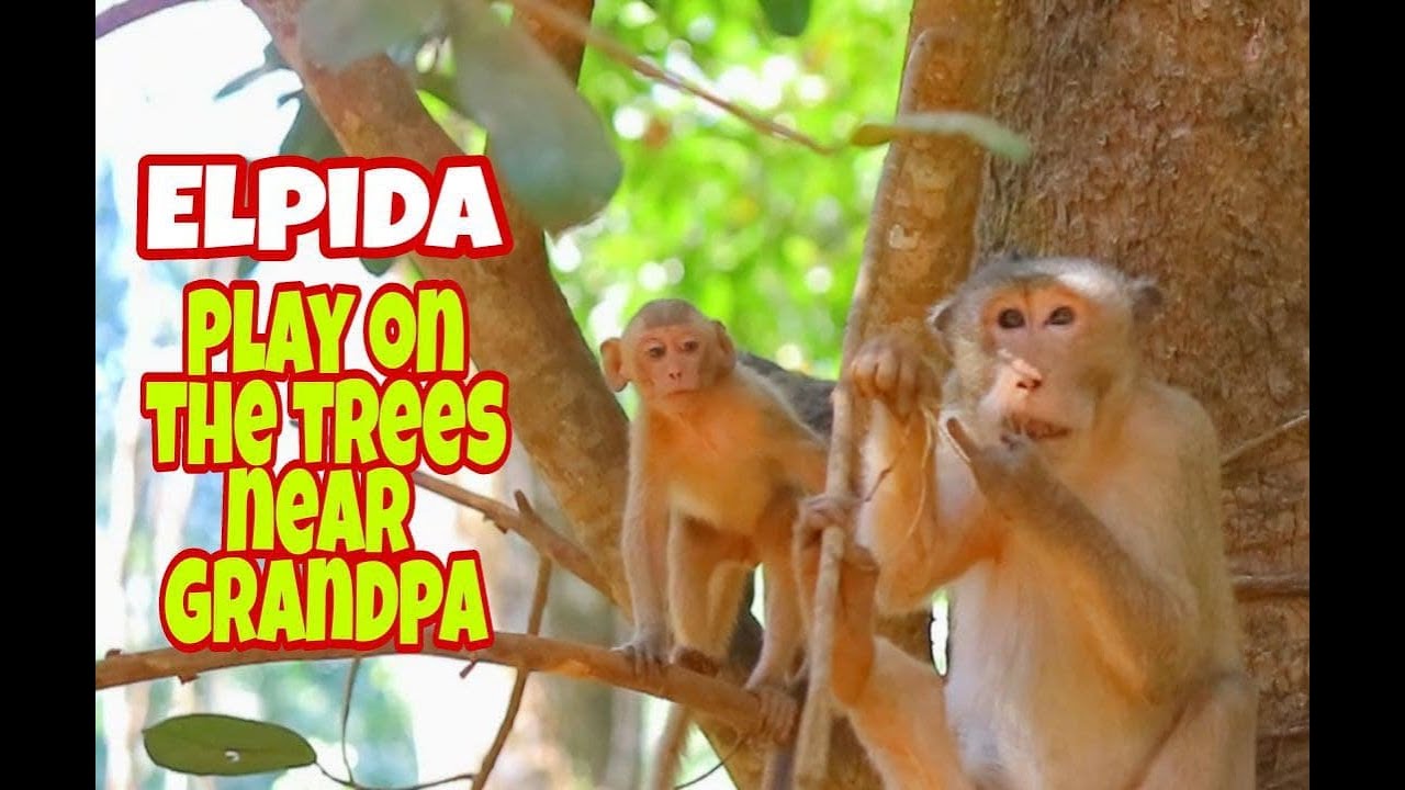 Wonder, monkey Elpida cutie girl playing with friends in the forest near grandpa Haro.