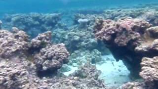 preview picture of video 'le lagon de Marée en Nouvelle Caledonie'