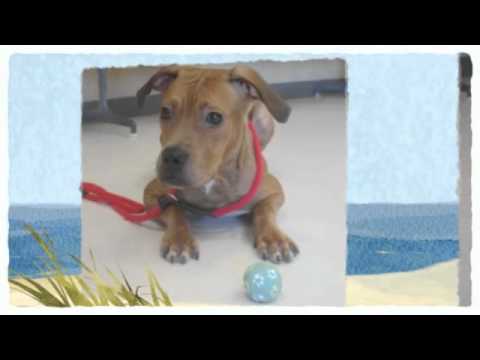 Clementine - See video, an adopted Boxer Mix in Harvey , LA_image-1