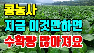 콩 꽃이 필무렵 꼭 해줘야 하는것