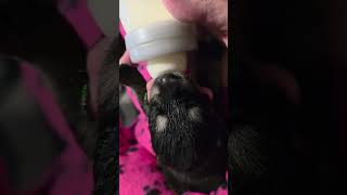 Video preview image #1 Siberian Husky-Unknown Mix Puppy For Sale in McKinney, TX, USA