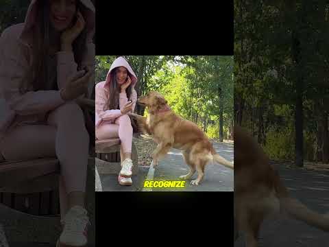 Did the dogs pass the test?